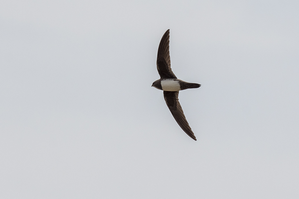 Alpine Swift